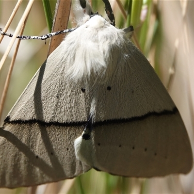 Gastrophora henricaria (Fallen-bark Looper, Beautiful Leaf Moth) at Hall, ACT - 9 Oct 2024 by Anna123