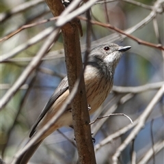 Pachycephala rufiventris (Rufous Whistler) at Hall, ACT - 10 Oct 2024 by Anna123