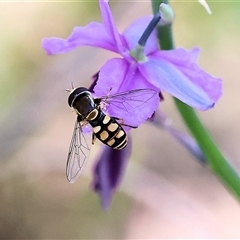 Simosyrphus grandicornis (Common hover fly) at West Albury, NSW - 10 Oct 2024 by KylieWaldon