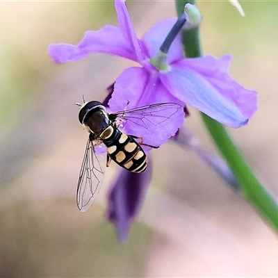 Syrphini sp. (tribe) at West Albury, NSW - 9 Oct 2024 by KylieWaldon