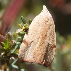 Tortricopsis uncinella (A concealer moth) at Hall, ACT - 10 Oct 2024 by Anna123