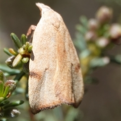 Tortricopsis uncinella at Hall, ACT - 10 Oct 2024