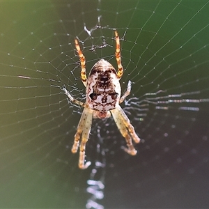 Araneus eburnus at West Albury, NSW by KylieWaldon