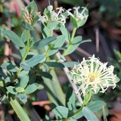 Pimelea linifolia at West Albury, NSW - 9 Oct 2024 by KylieWaldon