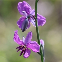 Arthropodium strictum (Chocolate Lily) at Albury, NSW - 9 Oct 2024 by KylieWaldon