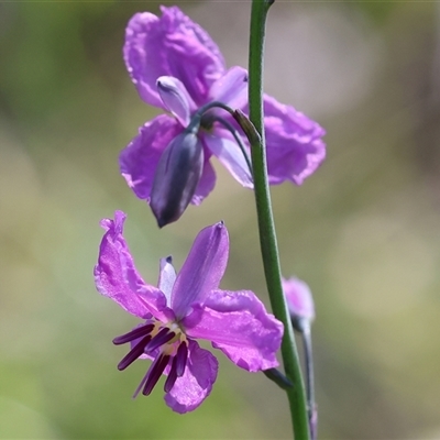 Arthropodium strictum (Chocolate Lily) at Albury, NSW - 10 Oct 2024 by KylieWaldon