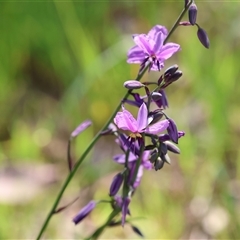 Arthropodium strictum at Albury, NSW - 10 Oct 2024