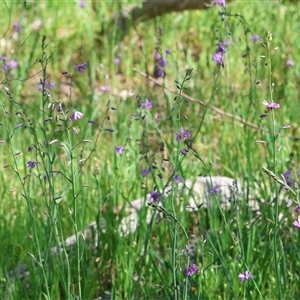 Arthropodium strictum at Albury, NSW - 10 Oct 2024 10:17 AM