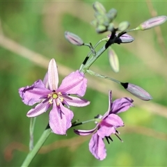 Arthropodium strictum at Albury, NSW - 10 Oct 2024