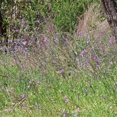 Arthropodium strictum at Albury, NSW - 10 Oct 2024 10:17 AM