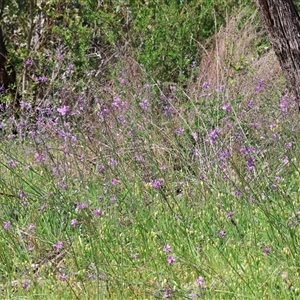 Arthropodium strictum at Albury, NSW - 10 Oct 2024