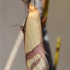 Coeranica isabella (A Concealer moth (Wingia group)) at Hall, ACT - 10 Oct 2024 by Anna123