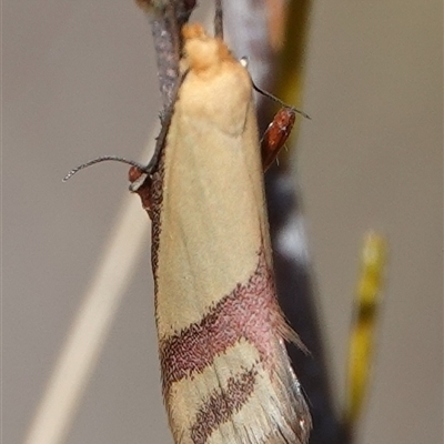 Coeranica isabella (A Concealer moth (Wingia group)) at Hall, ACT - 10 Oct 2024 by Anna123