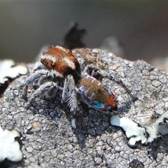 Maratus calcitrans (Kicking peacock spider) at Hall, ACT - 10 Oct 2024 by Anna123