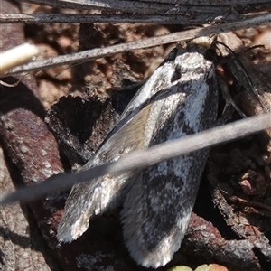 Oenochroa dinosema at Hall, ACT - 10 Oct 2024 10:23 AM