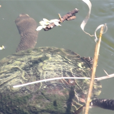 Chelodina longicollis (Eastern Long-necked Turtle) at Cooma, NSW - 10 Oct 2024 by mahargiani