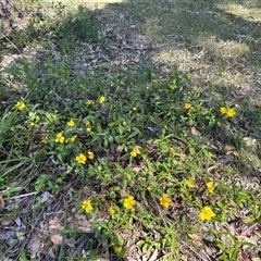 Hibbertia scandens (Climbing Guinea Flower) at Kangaroo Valley, NSW - 10 Oct 2024 by lbradley