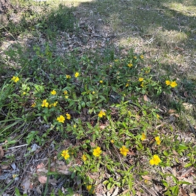 Hibbertia scandens (Climbing Guinea Flower) at Kangaroo Valley, NSW - 10 Oct 2024 by lbradley