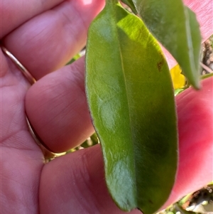 Hibbertia scandens at Kangaroo Valley, NSW - suppressed