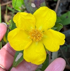 Hibbertia scandens at Kangaroo Valley, NSW - suppressed