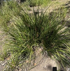 Lomandra longifolia (Spiny-headed Mat-rush, Honey Reed) at Kangaroo Valley, NSW - 10 Oct 2024 by lbradley