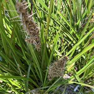 Lomandra longifolia at Kangaroo Valley, NSW - suppressed