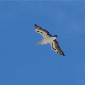 Pelecanus conspicillatus at Monkey Mia, WA - 9 Sep 2024