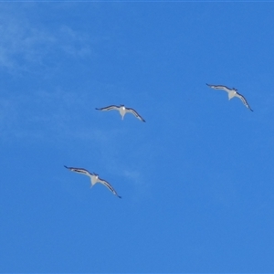 Pelecanus conspicillatus at Monkey Mia, WA - 9 Sep 2024