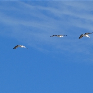 Pelecanus conspicillatus at Monkey Mia, WA - 9 Sep 2024