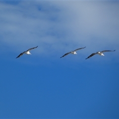Pelecanus conspicillatus at Monkey Mia, WA - 9 Sep 2024 05:58 PM