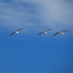 Pelecanus conspicillatus at Monkey Mia, WA - 9 Sep 2024