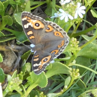 Junonia villida (Meadow Argus) at Monkey Mia, WA - 9 Sep 2024 by Paul4K