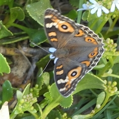 Junonia villida at Monkey Mia, WA - 9 Sep 2024 06:10 PM