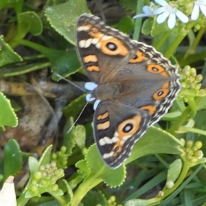 Junonia villida at Monkey Mia, WA - 9 Sep 2024 06:10 PM