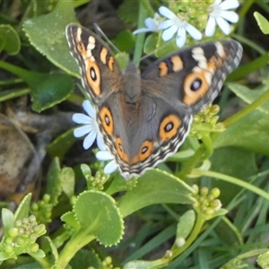 Junonia villida at Monkey Mia, WA - 9 Sep 2024 06:10 PM