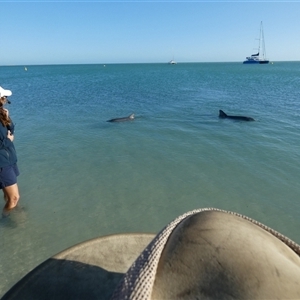 Tursiops aduncus (Indo-Pacific Bottlenose Dolphin) at Monkey Mia, WA by Paul4K