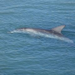 Tursiops aduncus at Monkey Mia, WA - 10 Sep 2024 06:10 PM