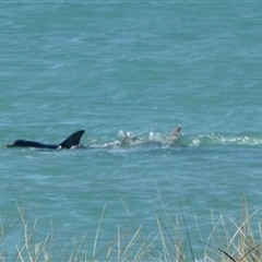 Tursiops aduncus at Monkey Mia, WA - 10 Sep 2024 06:10 PM