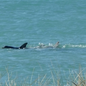 Tursiops aduncus at Monkey Mia, WA - 10 Sep 2024 06:10 PM