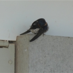 Hirundo neoxena (Welcome Swallow) at Monkey Mia, WA - 10 Sep 2024 by Paul4K