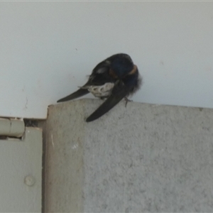 Hirundo neoxena (Welcome Swallow) at Monkey Mia, WA by Paul4K