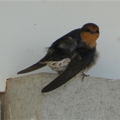 Hirundo neoxena at Monkey Mia, WA - 10 Sep 2024 10:41 AM