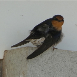 Hirundo neoxena at Monkey Mia, WA - 10 Sep 2024