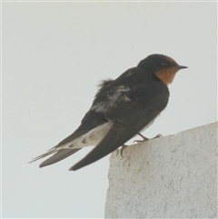 Hirundo neoxena at Monkey Mia, WA - 10 Sep 2024 10:41 AM