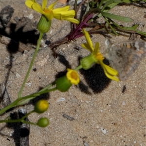 Unidentified Daisy at Monkey Mia, WA by Paul4K