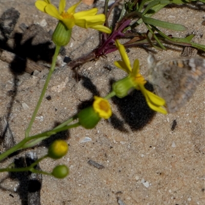 Unidentified Daisy at Monkey Mia, WA - 10 Sep 2024 by Paul4K