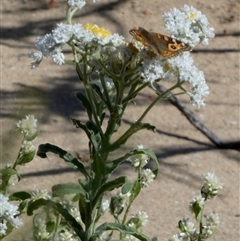 Unidentified at suppressed - 10 Sep 2024