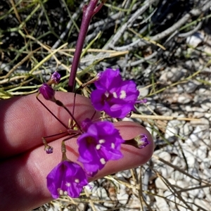 Unidentified Climber or Mistletoe at Monkey Mia, WA by Paul4K