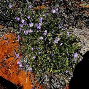 Unidentified Daisy at Monkey Mia, WA by Paul4K