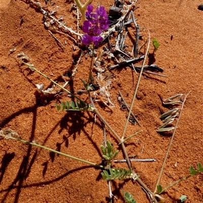 Swainsona microphylla at Monkey Mia, WA - 10 Sep 2024 by Paul4K